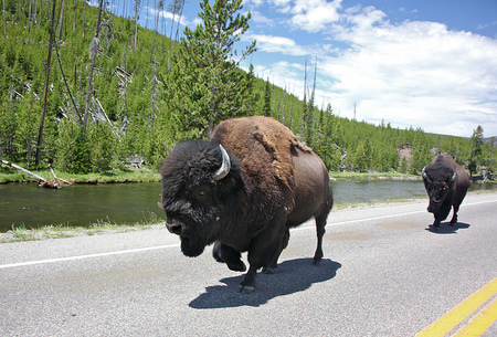yellowstone