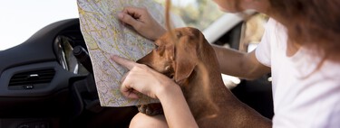 Si viajas con tu perro o gato este verano, cuidado: la Ley de Bienestar Animal obliga a cumplir este requisito 