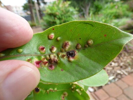 Starr 151015 0274 Psidium Cattleianum Leaves Damage From Biocontrol Scale Tectococcus Ovatus Uh Maui Maui 26009301530