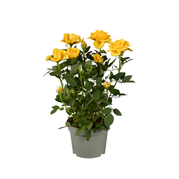 Rosal
