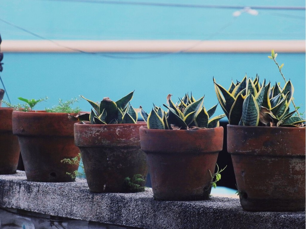 Este es el consejo de los jardineros antes de marcharse de vacaciones: así preparan las plantas para que aguanten algunos días sin riego
