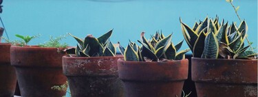 Este es el consejo de los jardineros antes de marcharse de vacaciones: así preparan las plantas para que aguanten algunos días sin riego