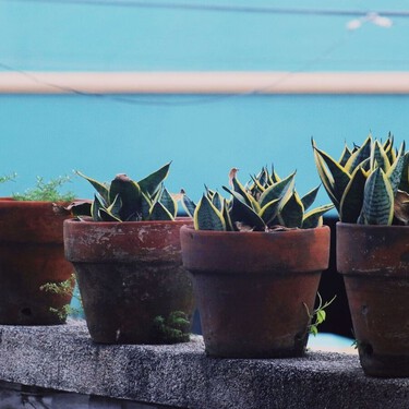 Este es el consejo de los jardineros antes de marcharse de vacaciones: así preparan las plantas para que aguanten algunos días sin riego