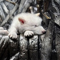 Hace 12.500 años se extinguió el lobo que inspiró Juego de Tronos. Ahora lo han revivido gracias a sus fósiles
