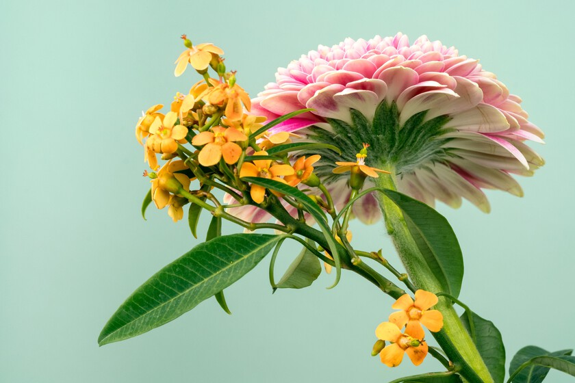 Consejos para cuidar las plantas en verano