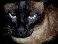 Qué hacer si nuestro proveedor no nos quiere dar la factura