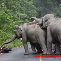 Elefantes a la carga