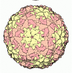 Fotografían la replicación del virus de la fiebre aftosa