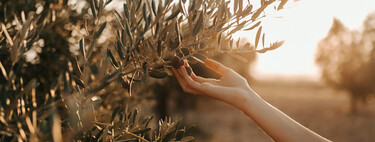 Esto es lo que tienes que plantar para que crezca un olivo: pocos saben que no es un hueso de aceituna 