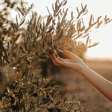 Esto es lo que tienes que plantar para que crezca un olivo: pocos saben que no es un hueso de aceituna 
