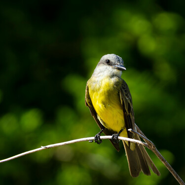Si colocas estas frutas en tu jardín los pájaros te lo agradecerán (y tus plantas también)