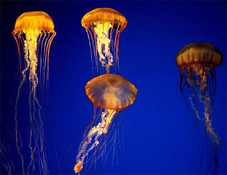 El ABC de las medusas (todo lo queríamos saber) (I)
