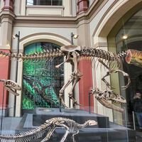 Você foi enganado a vida inteira: os fósseis que você vê no museu não são de verdade 