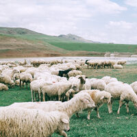 ¿Qué falta para aprovechar las oportunidades que trae el acceso a fibra en entornos rurales?