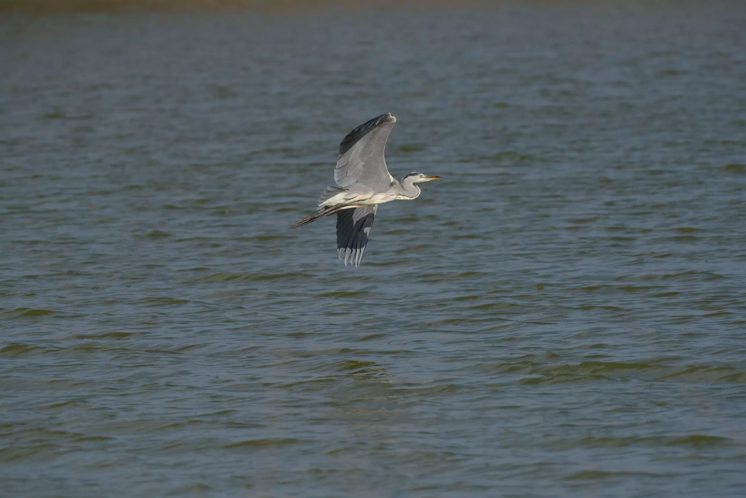 Análisis Nikon D810