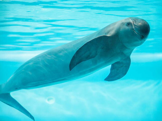 Delfin