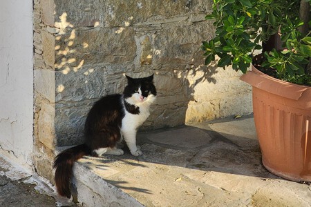 Gato Grecia