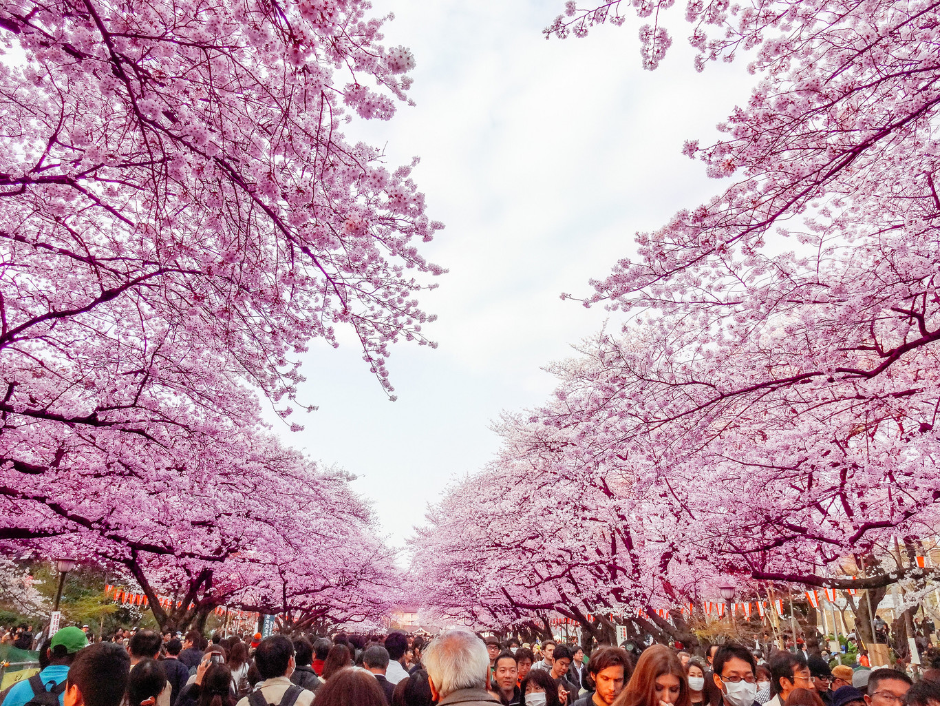 Compañeros de ruta: de pueblos con encanto en Inglaterra a islas paradisiacas en Brasil, pasando por Japón y sus cerezos en flor