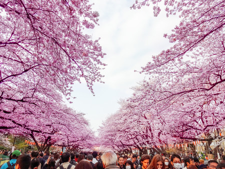 Compañeros de ruta: de pueblos con encanto en Inglaterra a islas paradisiacas en Brasil, pasando por Japón y sus cerezos en flor