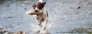Está en vigor: La Ley de Bienestar Animal prohíbe a todos los propietarios de perros y gatos someterlos a trabajos inadecuados o excesivos en tiempo o intensidad  