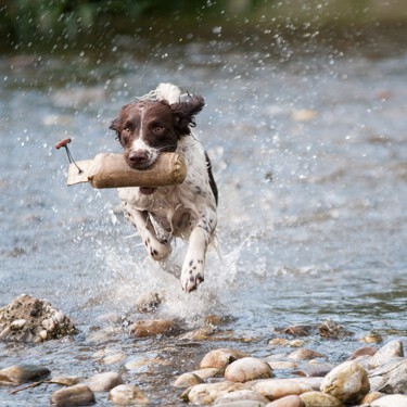 Está en vigor: La Ley de Bienestar Animal prohíbe a todos los propietarios de perros y gatos someterlos a trabajos inadecuados o excesivos en tiempo o intensidad  