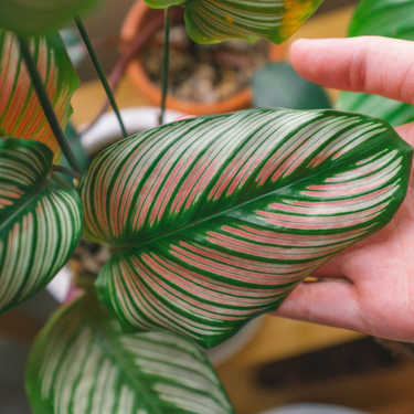 Llega a Lidl la planta que gana protagonismo en otoño cuando muchas otras empiezan a perder color