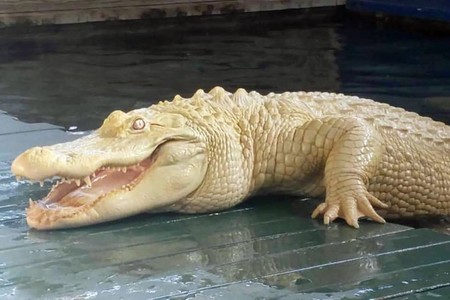 Este caimán no es un zombi, aunque no lo parezca: es albino y tiene piel blanca y ojos rosados
