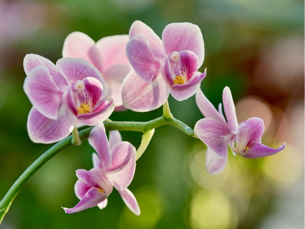 Tu orquídea no da flores: recomendaciones para que florezca de nuevo