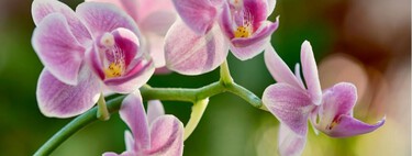El motivo por el que tu orquídea no da flores y qué hacer para que vuelva a florecer