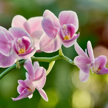 Tu orquídea no da flores: recomendaciones para que florezca de nuevo