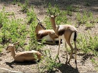 Leones contra gacelas