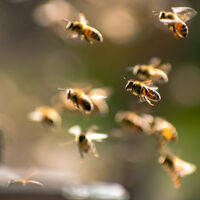 15 picadas de abelha por dia: por que alguém se submeteria a isso voluntariamente? A resposta está na ciência da dor 