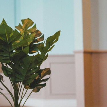 Ni monstera ni ficus: las plantas de interior que sobreviven casi solas en primavera dentro de pisos pequeños y con poca luz 