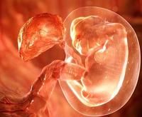 La placenta actúa como un parásito para salvaguardar al bebé