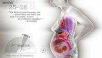 Haciendo sitio para el bebé: una ilustración interactiva que muestra el interior del embarazo