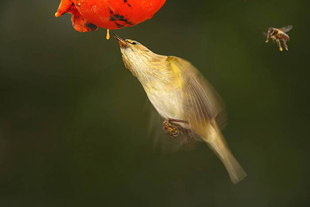 Retratando aves, Juan Manuel Breva