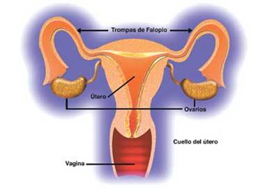 La belleza estéril: el síndrome de insensibilidad al andrógeno