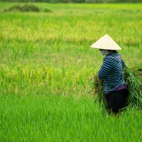 La sequía y el calor dejaron a Japón sin arroz: pidieron ayuda a Corea del Sur, pero la crisis sigue 