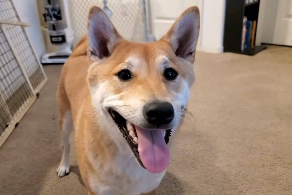 Peanut Butter, el perro que hace speedruns del clásico Gyromite, se ha convertido en una de las grandes estrellas en la AGDQ 2024 Peanut Butter, el perro que hace speedruns del clásico Gyromite, se ha convertido en una de las grandes estrellas en la AGDQ 2024