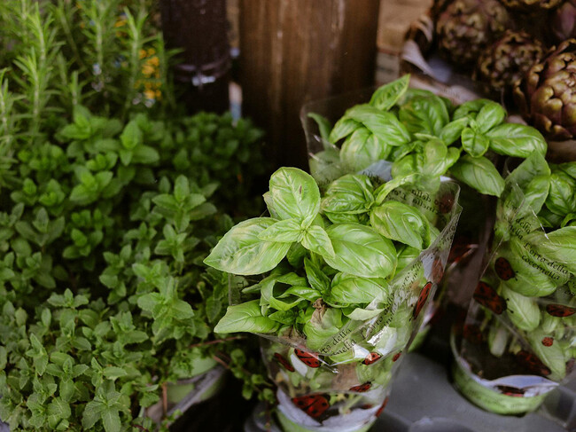 Albahaca