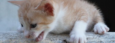 Ni perros ni gatos pueden evitar que se les ponga el pelo de punta, pero eso no significa que estén enfadados 