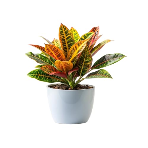 SMPLY. - Planta Croton de Interior y Exterior 