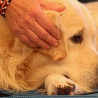 Conoce el método Tellington para proteger a tu perro durante la quema de pirotecnia este 15 de septiembre 