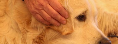 Conoce el método Tellington para proteger a tu perro durante la quema de pirotecnia este 15 de septiembre 