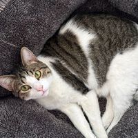 Se a pergunta é por quanto tempo você pode deixar seu gato sozinho em casa, a resposta é: menos do que você imagina 