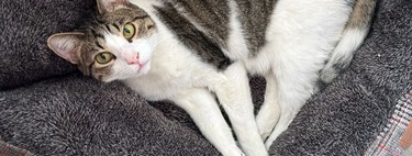 Se a pergunta é por quanto tempo você pode deixar seu gato sozinho em casa, a resposta é: menos do que você imagina 