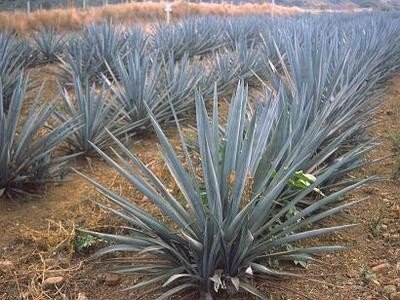 La ruta del tequila: Patrimonio mundial por la UNESCO