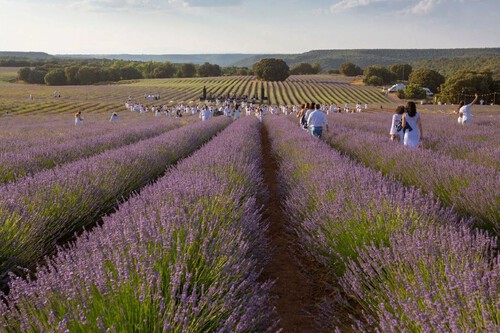 Lavanda