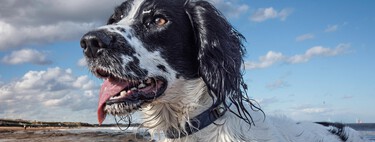 Las 10 razas de perro más deseadas de España y lo que tienes que saber antes de adoptarlas, explicado por un educador profesional  