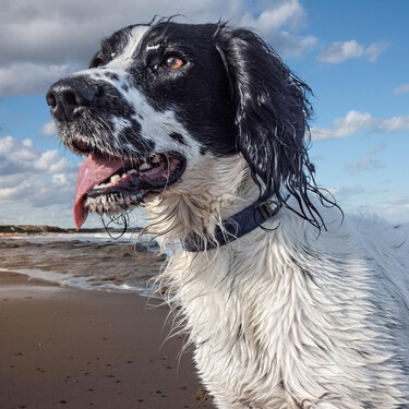 Las 10 razas de perro más deseadas de España y lo que tienes que saber antes de adoptarlas, explicado por un educador profesional  